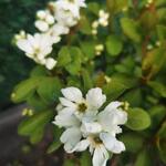 Exochorda racemosa 'Magical Springtime' - Parelstruik - Exochorda racemosa 'Magical Springtime'