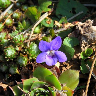 Maarts viooltje - Viola odorata
