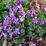 Viola riviniana 'Purpurea' - Bosviooltje