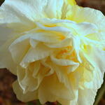 Narcissus 'White Lion' - Narcis