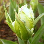 Tulipa 'Exotic Emperor' - Tulp