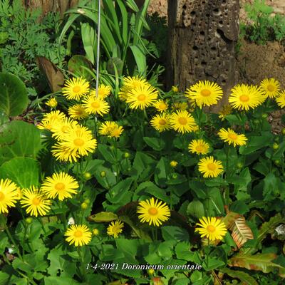 Voorjaarszonnebloem/Gele margriet - Doronicum orientale