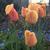 Tulipa 'Beauty of Apeldoorn'