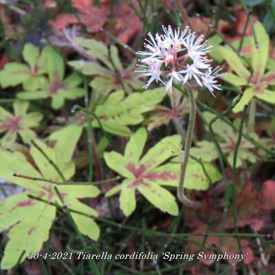 Schuimbloem/Perzische muts - Tiarella cordifolia 'Spring Symphony'