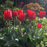 Tulipa 'Couleur Cardinal'  - Tulp