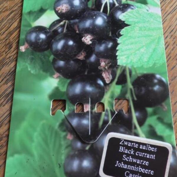 Nieuwe betekenis Zwijgend dubbel Zwarte bes - Ribes nigrum 'Ben Nevis' | Sierheesters - Struiken | Planten  online kopen | Tuinadvies