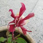 Aquilegia caerulea 'ORIGAMI Red&White' - Akelei