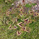 Persicaria microcephala 'Silver Brown' - Duizendknoop