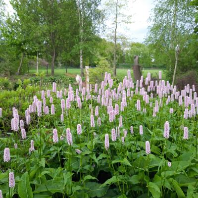 Adderwortel - Persicaria bistorta