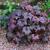 Heuchera micrantha 'Palace Purple'