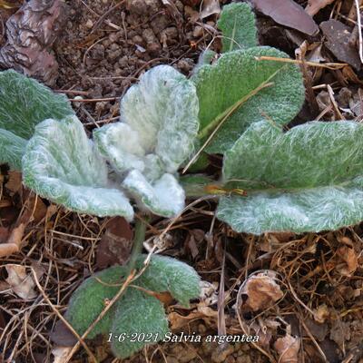 Zilversalie - Salvia argentea