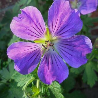 Geranium 'Sirak'