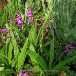 Bletilla striata purple variegated - Aardorchidee, Hyacint-orchidee