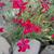 Dianthus deltoides 'Leuchtfunk'