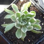 Aeonium 'Ballerina' - Vetplant