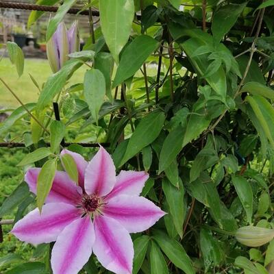 Bosrank - Clematis 'Nelly Moser'