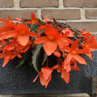 Begonia SUMMERWINGS 'Oranje Elegance'