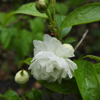 Prunus glandulosa 'Alba Plena'