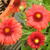 Gaillardia x grandiflora 'MESA Red'