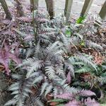 Athyrium niponicum pictum 'Burgundy Lace' - Wijfjesvaren, Japanse varen - Athyrium niponicum pictum 'Burgundy Lace'