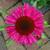 Echinacea purpurea 'SENSATION Pink'