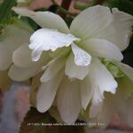 Begonia x tuberhybrida 'ILLUMINATION White' - Begonia