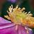 Anemone hupehensis 'Splendens'