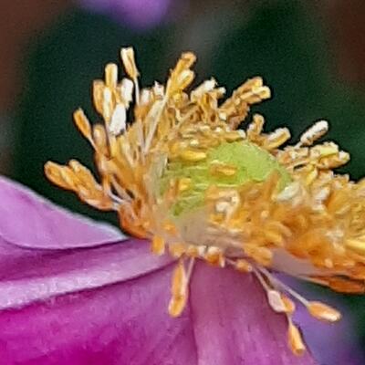 Herfstanemoon - Anemone hupehensis 'Splendens'