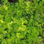 Lespedeza bicolor 'Yakushima' - Herfstbrem