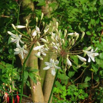 Agapanthus 'Polar Ice'