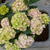 Hydrangea macrophylla MAGICAL 'Pink Cloud'
