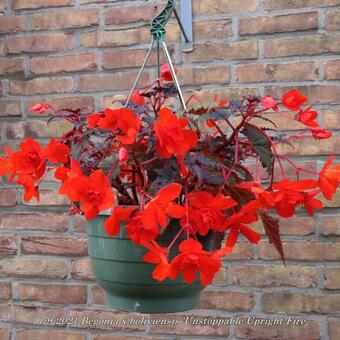 Begonia x boliviensis 'Unstoppable Upright Fire'