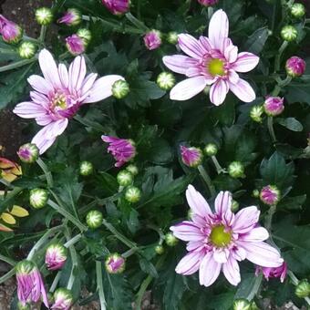 Chrysanthemum indicum 'Artistic Rosy'