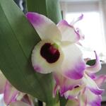 Dendrobium nobile - Orchidee