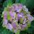 Hydrangea macrophylla REMBRANDT 'Vibrant Verde'