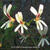 Pelargonium trifidum