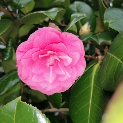 Camelia - Camellia japonica (Roze)