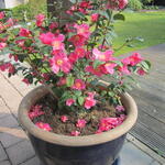 Camellia japonica 'Winter Perfume Pink' - Camelia