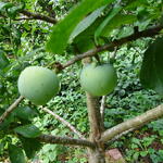 Prunus Domestica 'Reine Claude Verte' - Pruimelaar - Prunus Domestica 'Reine Claude Verte'