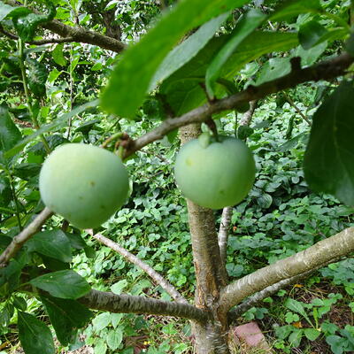 Pruimelaar - Prunus Domestica 'Reine Claude Verte'
