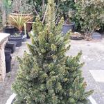 Picea abies 'Will's Zwerg' - Fijnspar