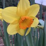 Narcissus 'Fortissimo' - Trompetbloemige narcis, Narcis