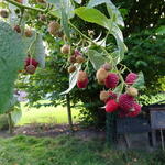 Rubus idaeus ´Héritage´ - Herfstframboos - Rubus idaeus ´Héritage´