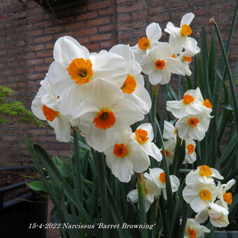 Narcissus 'Barret Browning'