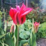 Tulipa 'Doll's Minuet' - Tulp