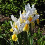 Iris hollandica 'Montecito' - Hollandse boliris