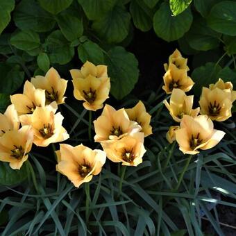 Tulipa linifolia 'Bright Gem'