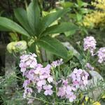 Aethionema cordifolium - Steenkers