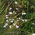 Libertia ixioides 'Helen Dillon Form'