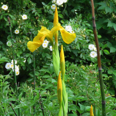 Moerasiris, Gele lis - Iris pseudacorus